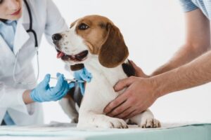 Vacunas gratis para perros en Los Ángeles