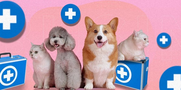 ¿Vale la pena pagar por un seguro para mascotas?